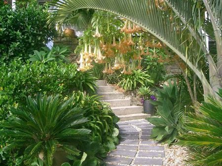 a_Tropical_Pathway