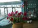 PB_Flowers